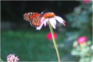 butterfly