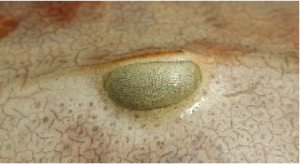 eye of a crab